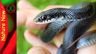 Black Racer Snakes will Bite [upl. by Ejroj340]