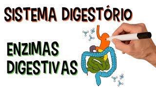 ✅ SISTEMA DIGESTÓRIO E ENZIMAS DIGESTIVAS [upl. by Sinnod408]