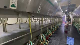 Night shift Milking parlor Seen Milking 1200 cows 3 times a day including 50 Milking points [upl. by Hsina]