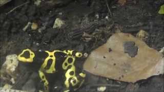 Pfeilgiftfrosch Dendrobatidae  Poison dart frog  Haus des Meeres [upl. by Sebastiano]