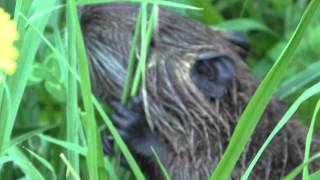 Rencontre avec un rat Gondin Sud de la France [upl. by Ecyt101]