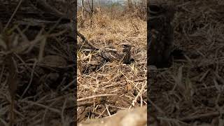 Caprimulgus clarus  SlenderTailed Nightjar [upl. by Antebi206]