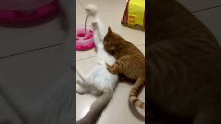 The evil cat brutally beats up the delicate ragdoll cat evil ragdolls [upl. by Nosnirb]