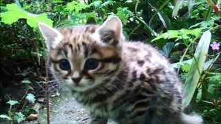 BlackFooted Cat The Deadliest Feline in Existence [upl. by Beattie]