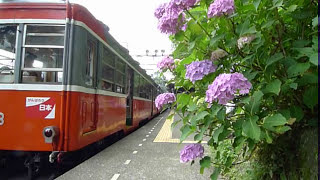 箱根登山鉄道103107110 紫陽花の咲く宮ノ下駅 ＃箱根登山鉄道 宮ノ下駅 紫陽花 鉄道 鉄道youtube 鉄道好き 鉄道風景 鉄道ファン railway [upl. by Ettenawtna632]