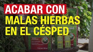 Acabar con las malas hierbas en el césped  COMPO Jardinería [upl. by Faydra223]