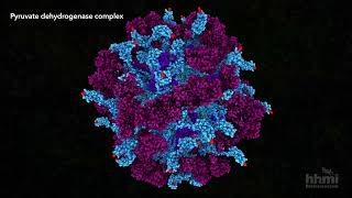 Pyruvate Dehydrogenase  HHMI BioInteractive Video [upl. by Urbannai]