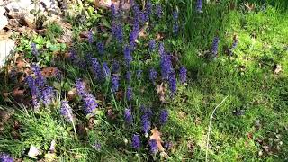 Ajuga reptans Bugleweed [upl. by Keven]