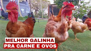 GALINHA DO PESCOÇO PELADO A MELHOR GALINHA CAIPIRA LABEL ROUGE [upl. by Llenyaj]