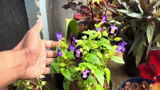 ഈ ചെടി വീട്ടിൽ ഉണ്ടെങ്കിൽ സൂപ്പർ 👌 Torenia plant care in malayalam [upl. by Niaz914]