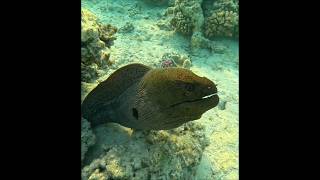 Morena gigante Gymnothorax javanicus [upl. by Horatius]