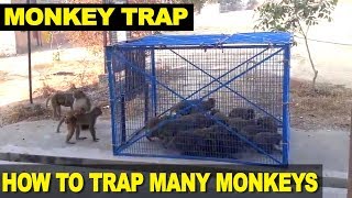 How to Trap Monkeys  Man traps and catches many monkeys at one go [upl. by Wilmette179]