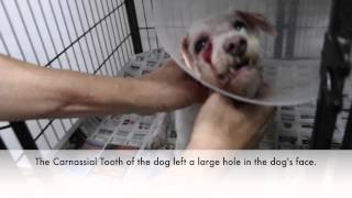 Final Video Carnassial Tooth Abcess in a 13yearold Dog [upl. by Ahtabat]