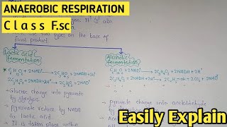 Mechanisms Of Anaerobic Respiration  Lactic Acid And Alcoholic Fermentation  Class 11 Biology [upl. by Ayikaz998]