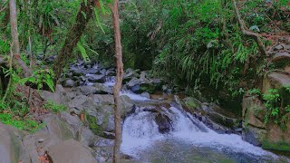 Beautiful Birds Singing in the Mountains Gentle Water Stream Sounds Soothing Forest Sounds [upl. by Westhead]