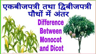 एकबीजपत्री तथा द्विबीजपत्री पौधों में अंतर  Difference between Monocotyledonous and Dicotyledonous [upl. by Iorgo]