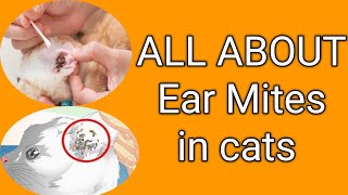 Ear mites in catsEar infection in catEar infection in cat home treatment Dr Majid iqbal [upl. by Llertnek785]