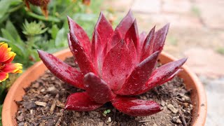 Cómo cuidar de la Echeveria agavoides romeo rubin  Echeveria roja [upl. by Jandel517]