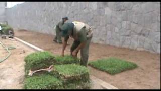 Instalación de Césped  Grass americano  wwwviverochaclacayocompe [upl. by Golda]