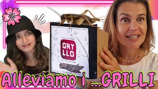 COME ALLEVARE GRILLI in CASA con il primo kit GRYLLO di Smartbugs acheta domestica [upl. by Xela242]