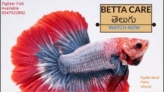 Betta Fish  Fighter Fish Care in Telugu  Available in Hyderabad  Hyderabad Pets World 9347522892 [upl. by Zorah]