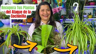 Cochinilla de ojos negros en Tus Plantas Truco para Deshacerte de Ella Fácilmente [upl. by Rma]