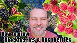 How to Grow Blackberries and Raspberries [upl. by Decker]