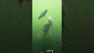 PIKE Vs PIKE  😳 WAIT FOR IT  😉 😆 shorts bassfishing fishing fishing 4 pike [upl. by Stetson405]