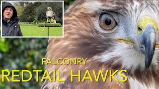 Species spotlight REDTAIL HAWKS [upl. by Ameyn]