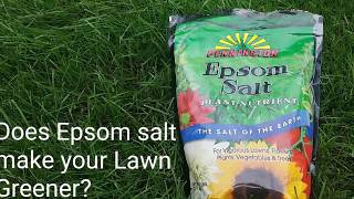 Epsom salt application on the lawn before and after results [upl. by Etnoled]