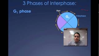 The Cell Cycle Interphase [upl. by Eugnimod]