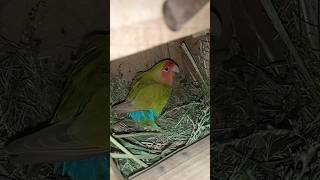 Mail chik ki hifazat karty hoe 🔥🔥💯🥰🥰🥰 arabic music song birds beautifullvoice birdsinging bi [upl. by Samford]