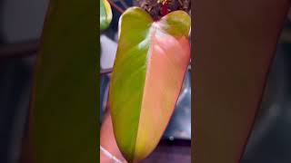 Strawberry Shake Newest Leaf philodendron  aroidmoss pole A must have 😀 [upl. by Ahsote]