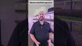 How to Start Growing Microgreens with 8001000 [upl. by Ydnik351]