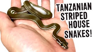 TANZANIAN STRIPED HOUSE SNAKES Miniature House Snake Species [upl. by Aneertak]