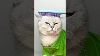 Hairbrush cleaning hack cuddleclawshow lifehacks catchef cats funny foryou [upl. by Germana510]