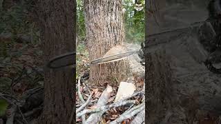 Cottonwood poplar tree cut down fyp outdoors skills treecutting [upl. by Avad646]