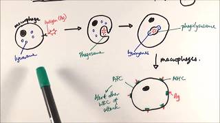 AS Biology  Phagocytosis OCR A Chapter 125 [upl. by Biddie388]