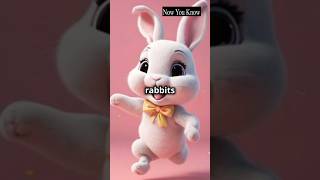 Rabbit facts rabbit shorts shortsfeed [upl. by Mundy]