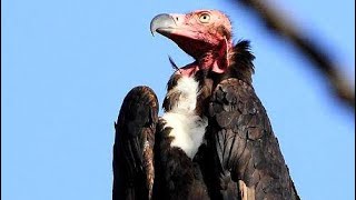 Your 5 Facts About The RedHeaded Vulture [upl. by Mide732]