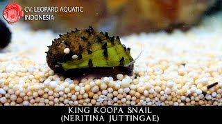 Neritina Juttingae The MAGNIFICENT King Koopa Snail Leopard Aquatic W034A [upl. by Aikat]