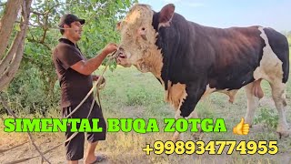 2 TONNA SIMENTAL BUQA SOTILADI ZOTGA ZO‘R 18 ☎️934774955 DEXQON AKADAN [upl. by Lesya]