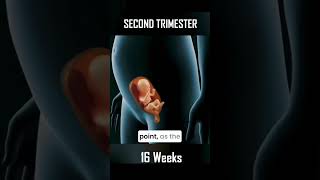 Fetal Growth from 0 to 40 Weeks A Magical Journey of Baby Development🌟👶 shorts pregnancy fetus [upl. by Abramson609]