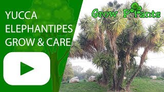 Yucca elephantipes  grow amp care [upl. by Inaflahk]