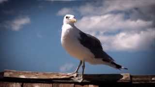 The Harbours at Solomons Island [upl. by Eedya]