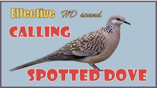 Spotted doves calling Very effective HD sound pantawag para lumapit ang batobato [upl. by Blodgett]