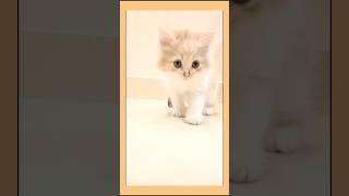 Kittens for home in hyderabad8688284092 youtubeindia shortsfeed catlover catshorts cats yt [upl. by Clapp738]