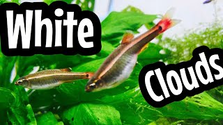 White Cloud Minnow Tank Setup amp Care [upl. by Valerlan166]