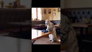 Funny Cat Video cat youtubeshorts ytshorts [upl. by Formenti708]