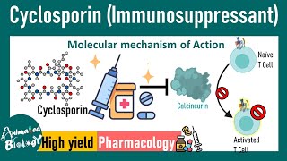 Cyclosporin  Immunosuppressant  How cyclosporin works at molecular level  Pharmacology [upl. by Tillio]